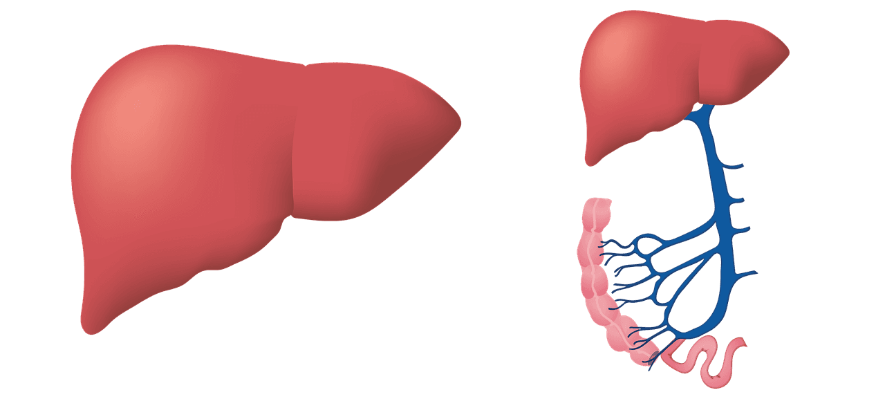 Article on Two important facts about Liver Transplant in India